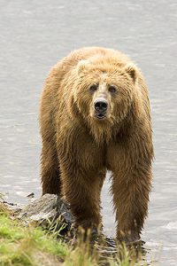 250px-Brown_Bear_us_fish